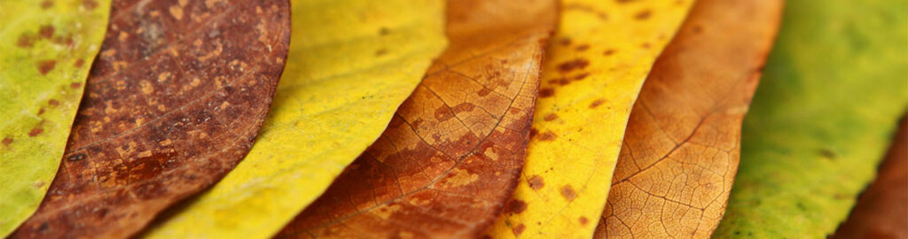 Leaves in autumn layered one on top of the next which serves as a metaphor for how layering your health risk assessment (HRA) across multiple channels helps patients discover your healthcare services in more places.