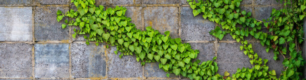 Climbing vine with green leaves on a concrete wall, symbolizing how understanding search intent helps organic and branded search grow together.